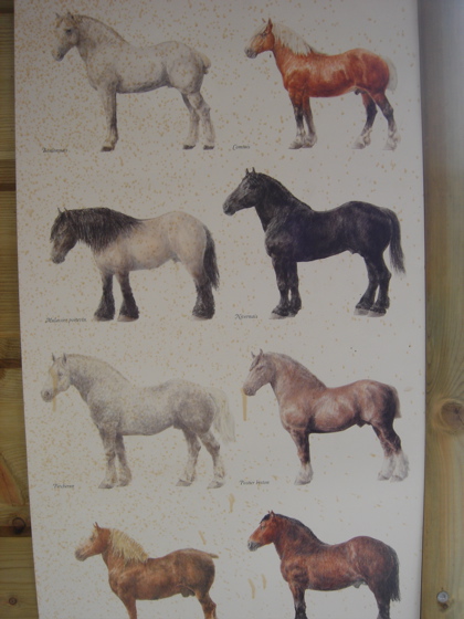 french-breeds.JPG