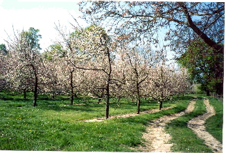 appleblossoms-in-normandy.JPG