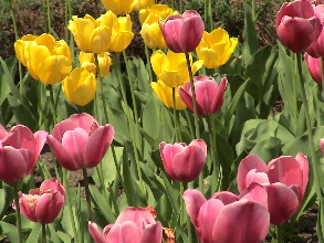tulips.JPG