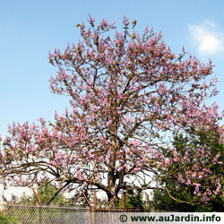 paulownia-tomentosa.jpg