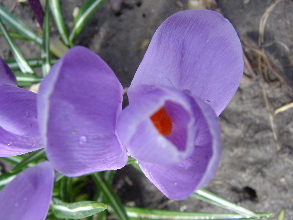spring-2.JPG