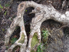 spring-3.JPG