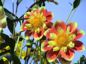 marigold1.jpg