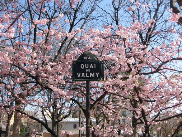 cherryblossoms