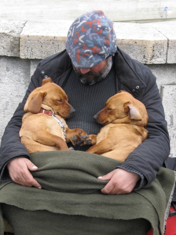 duelingpuppies