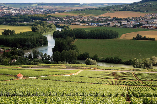 vineyardsfrance