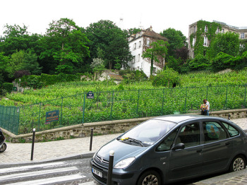 vineyard1