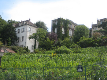 vineyard2